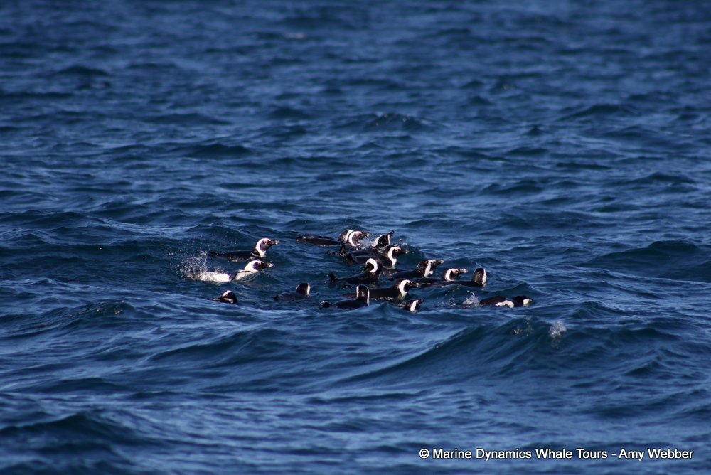 african penguin, whale watching, gansbaai, south africa