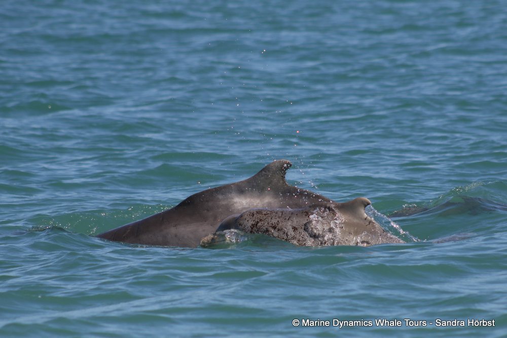 dolphin, whale watching, gansbaai, south africa,