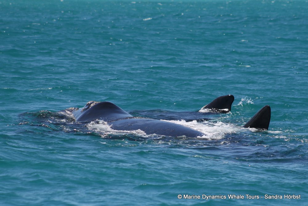 Southern right whale, whale watching, gansbaai, south africa,