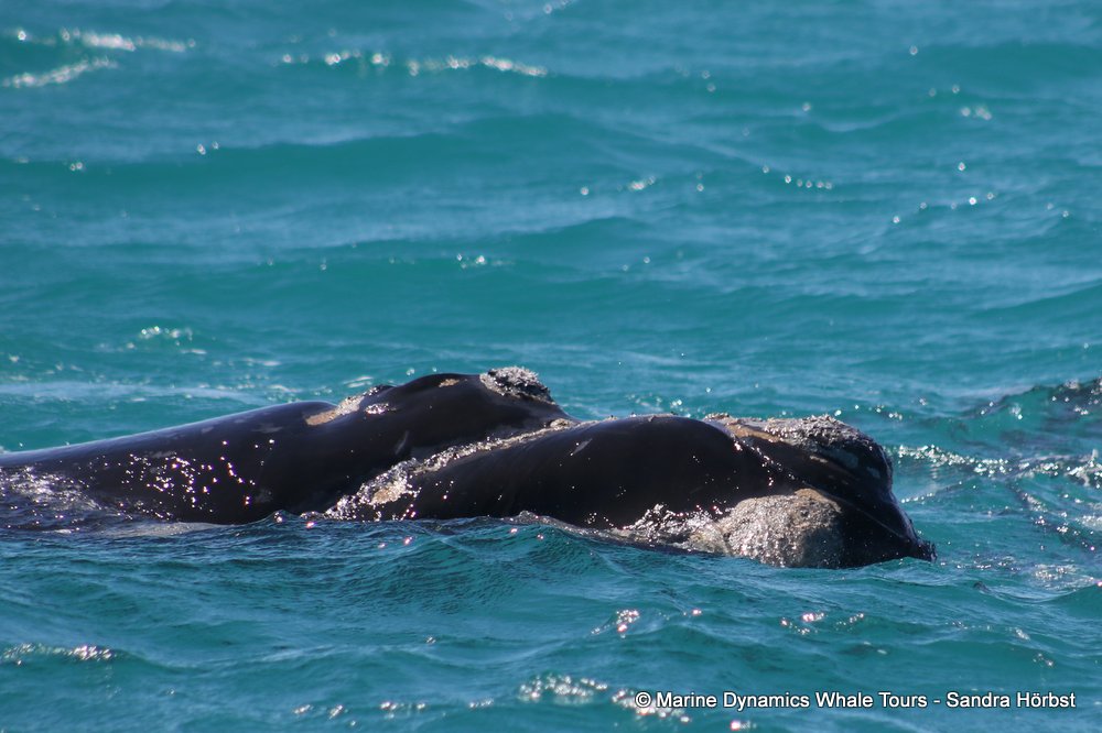 Southern right whale, whale watching, gansbaai, south africa,