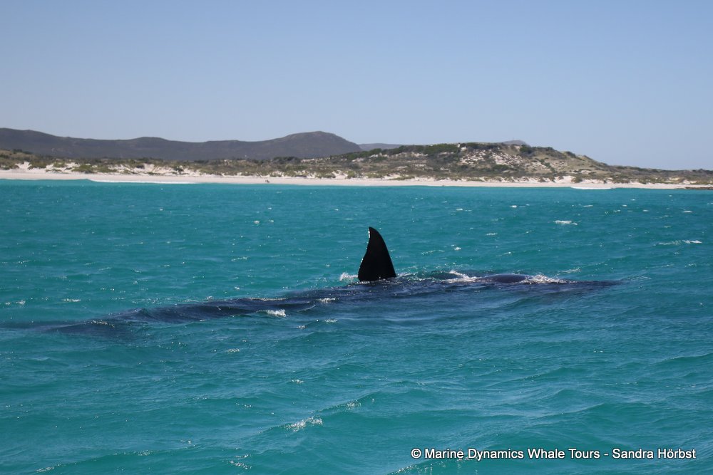 Southern right whale, whale watching, gansbaai, south africa,