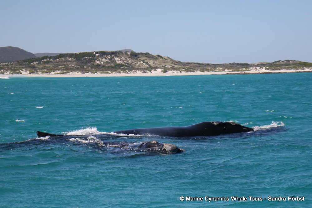 Southern right whale, whale watching, gansbaai, south africa,