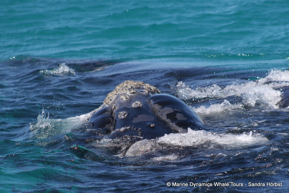 Southern right whale, whale watching, gansbaai, south africa,