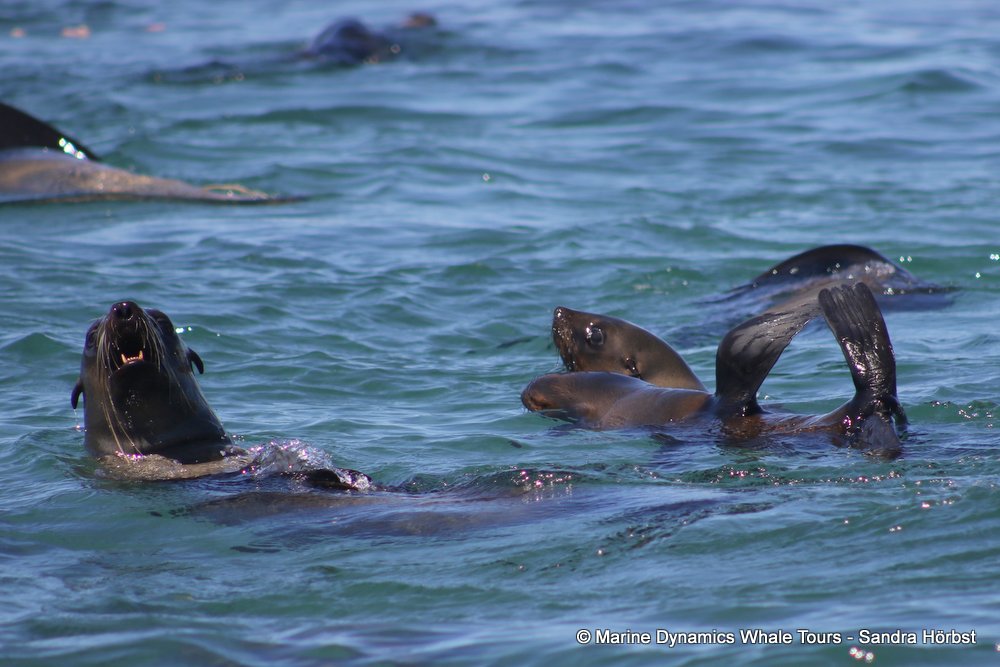 cape fur seal, whale watching, gansbaai, south africa