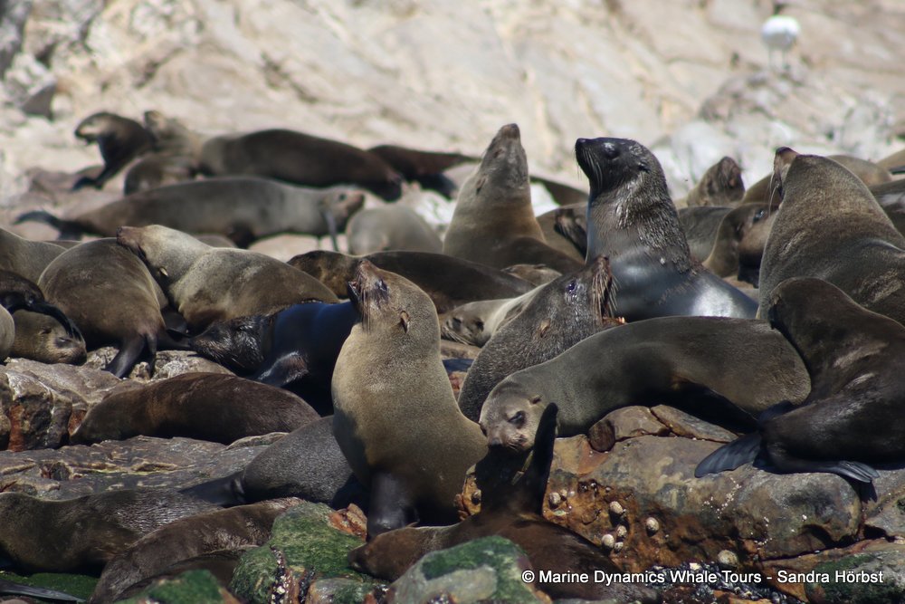 cape fur seal, whale watching, gansbaai, south africa