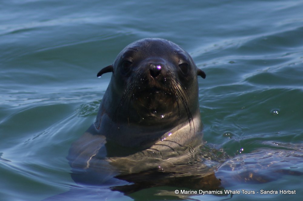 cape fur seal, whale watching, gansbaai, south africa