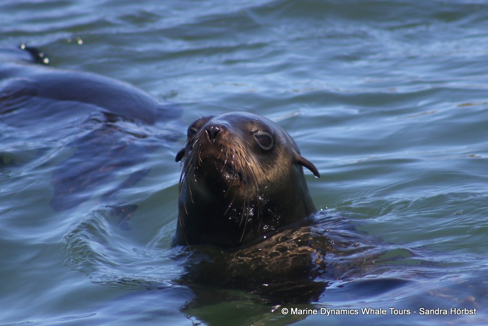 cape fur seal, whale watching, gansbaai, south africa