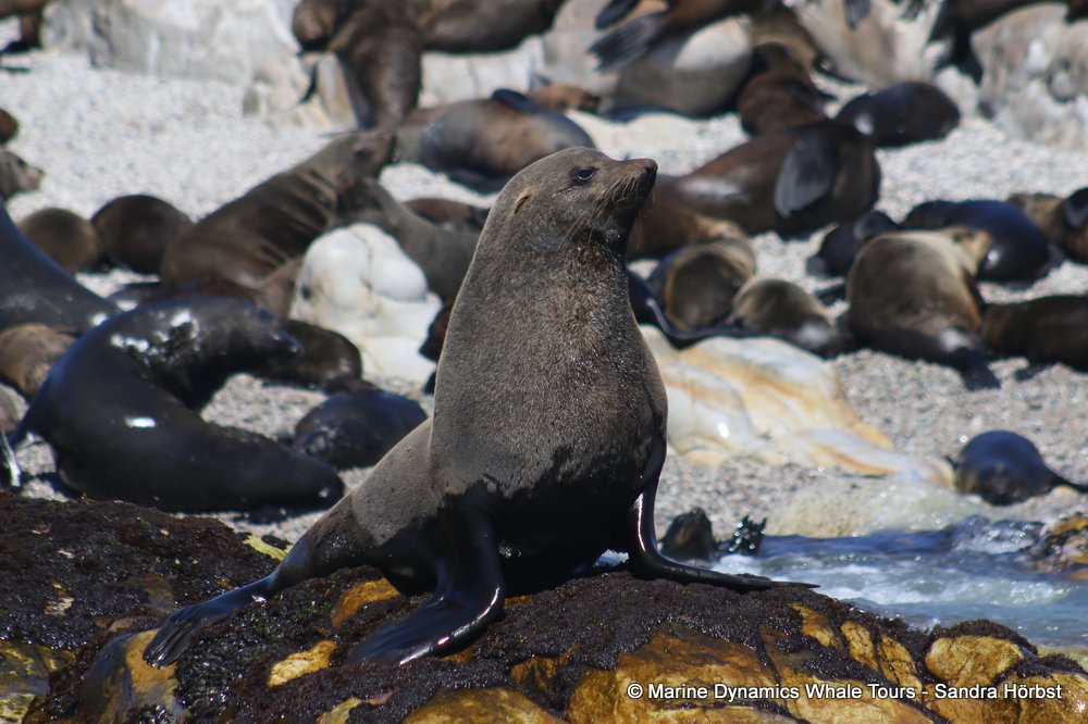 cape fur seal, whale watching, gansbaai, south africa