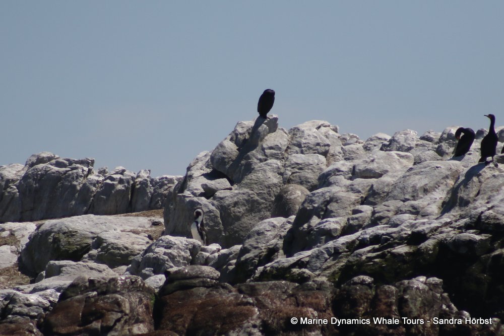 penguins, whale watching, gansbaai, south africa,