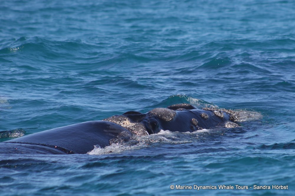 Southern right whale, whale watching, gansbaai, south africa,