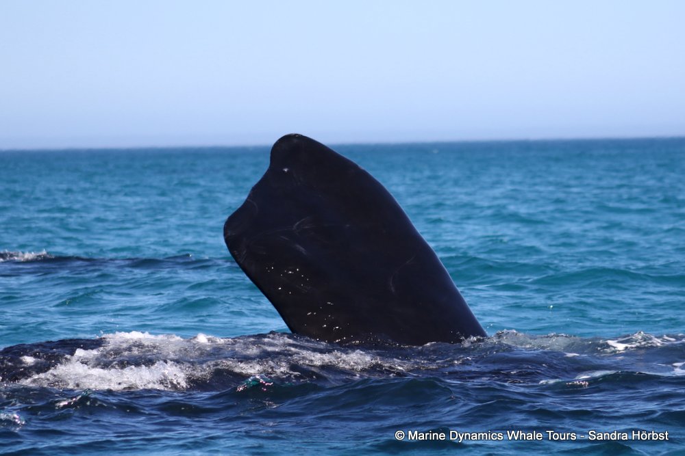 Southern right whale, whale watching, gansbaai, south africa,