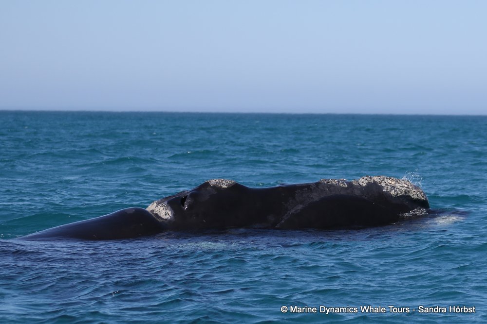 Southern right whale, whale watching, gansbaai, south africa,