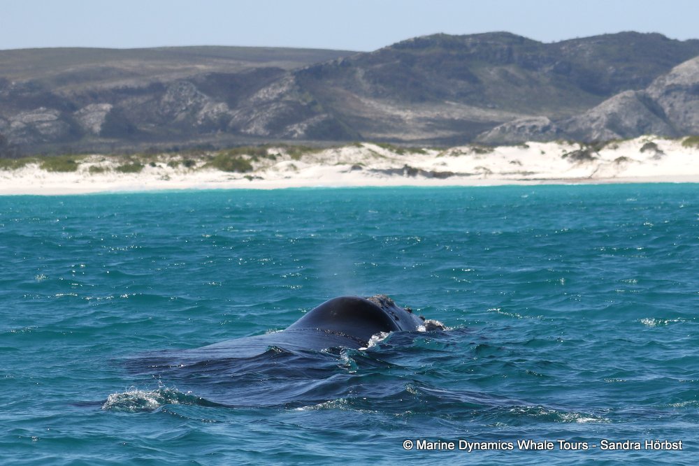 Southern right whale, whale watching, gansbaai, south africa,