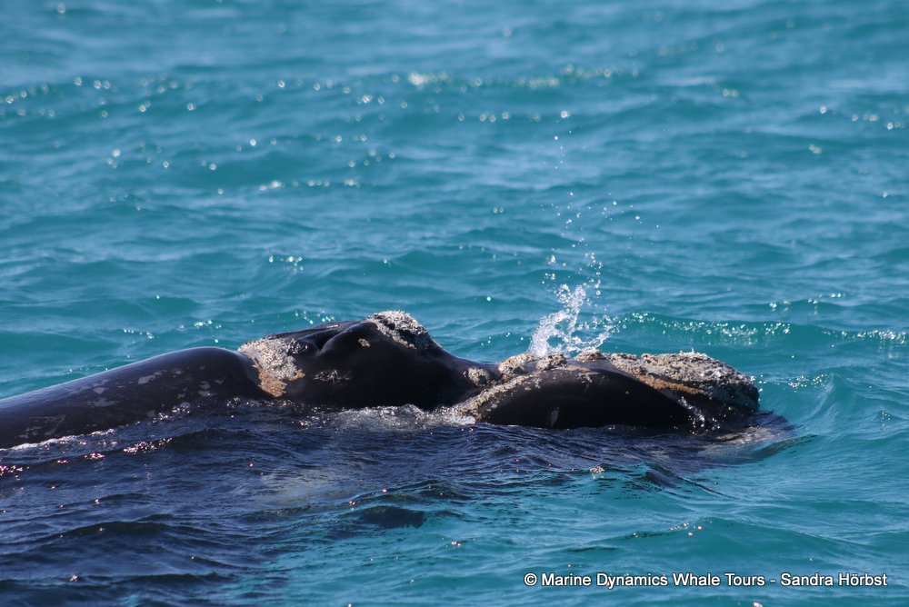 Southern right whale, whale watching, gansbaai, south africa,