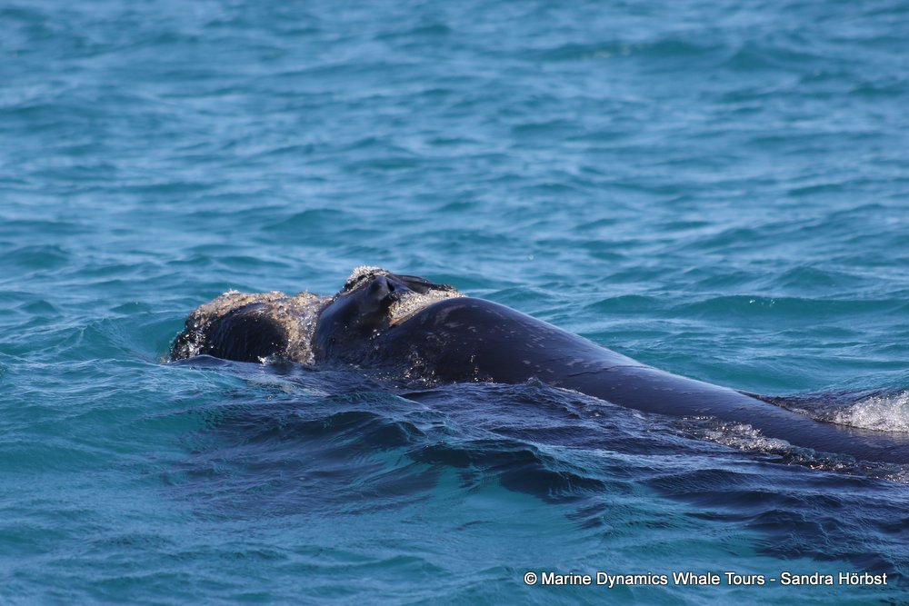 Southern right whale, whale watching, gansbaai, south africa,