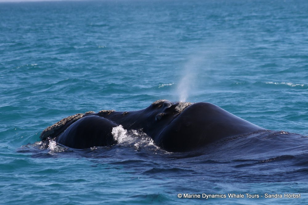 Southern right whale, whale watching, gansbaai, south africa,