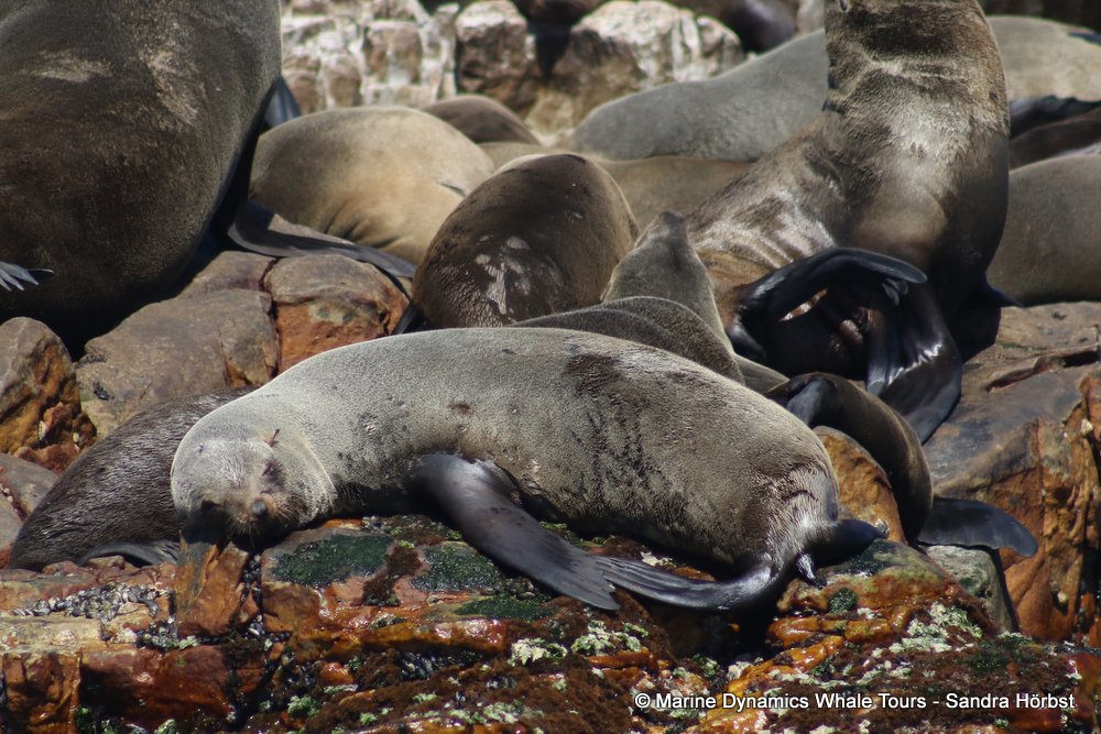 cape fur seal, whale watching, gansbaai, south africa