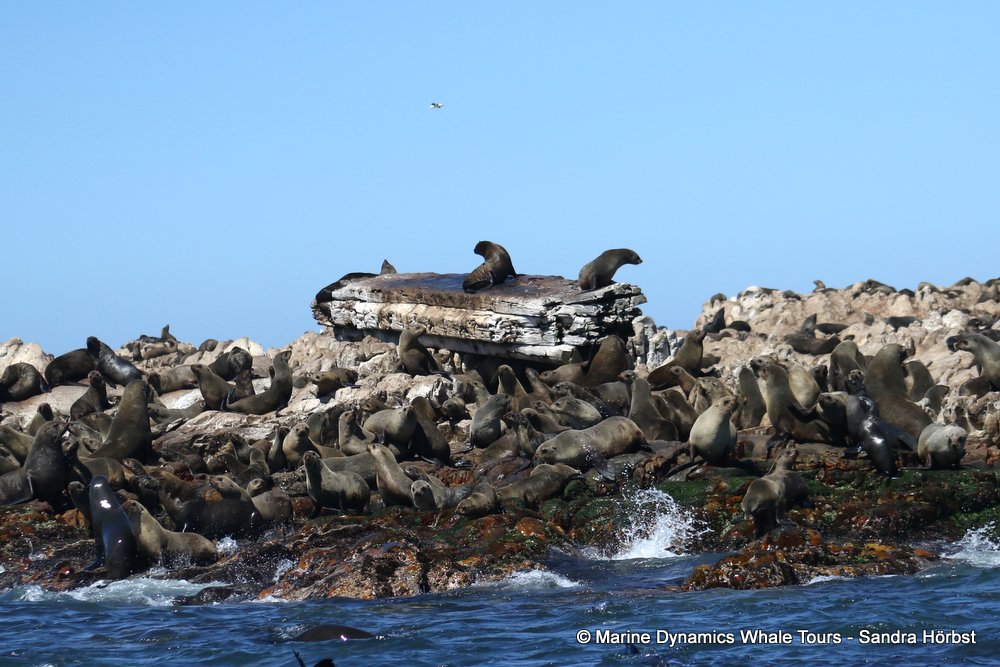 cape fur seal, whale watching, gansbaai, south africa