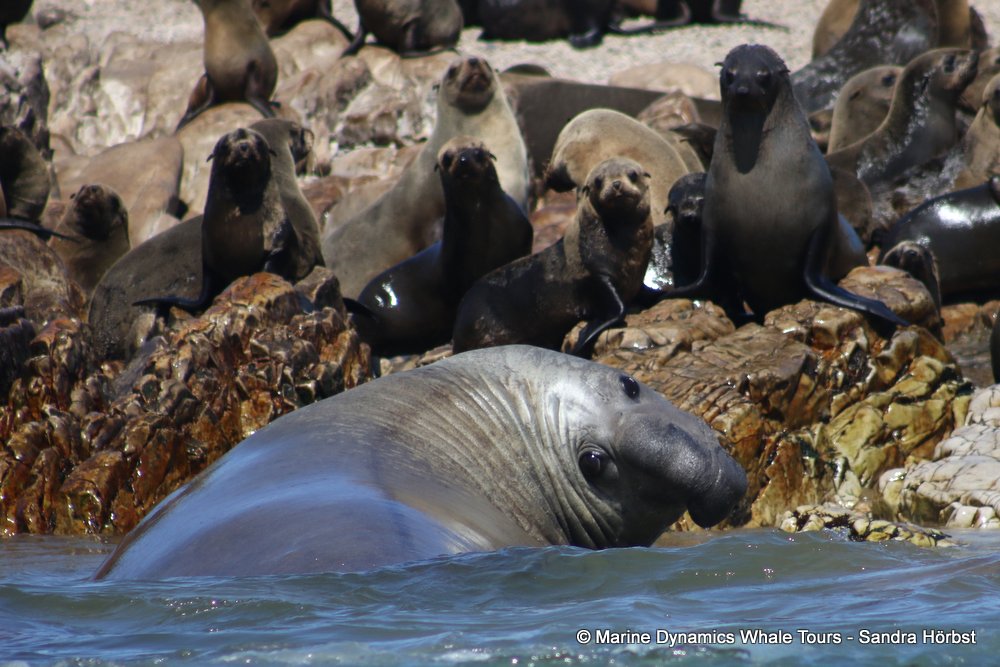 elephant seal, whale watching, gansbaai, south africa