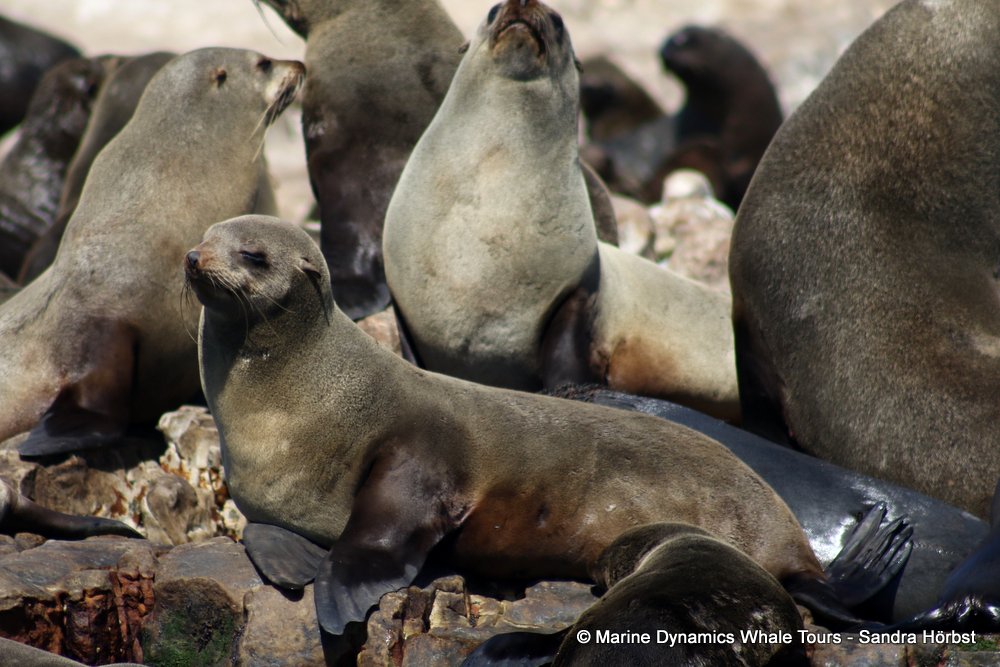 cape fur seal, whale watching, gansbaai, south africa