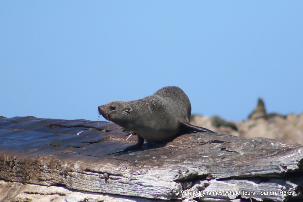 cape fur seal, whale watching, gansbaai, south africa