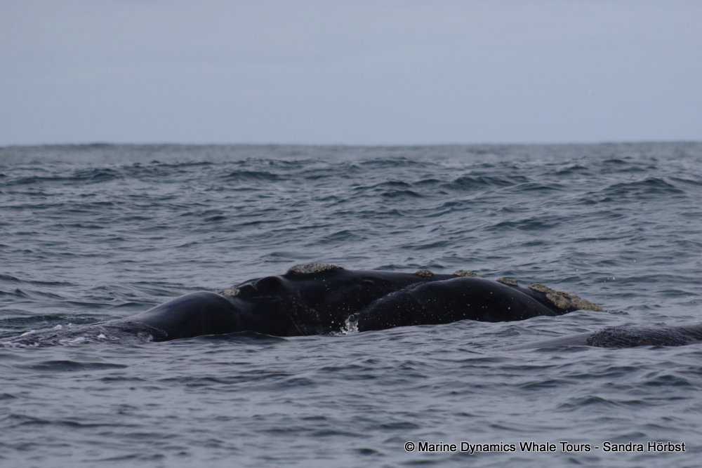 Southern right whale, whale watching, gansbaai, south africa,