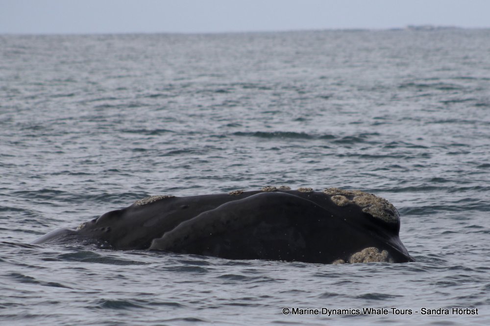 Southern right whale, whale watching, gansbaai, south africa,