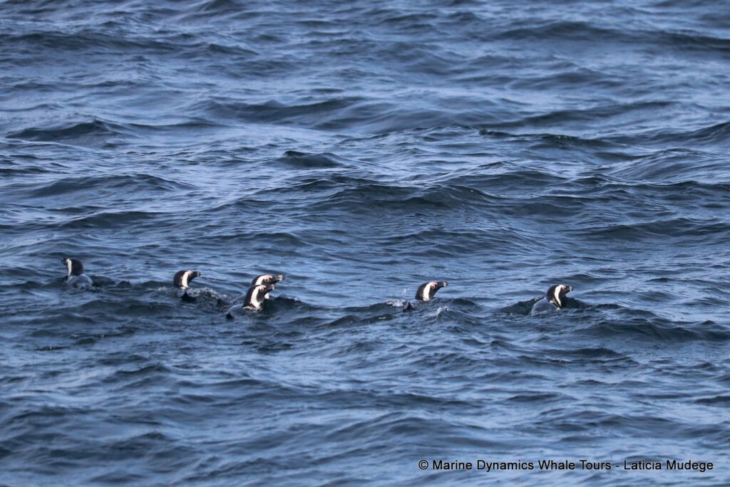 african penguin, whale watching, gansbaai, south africa