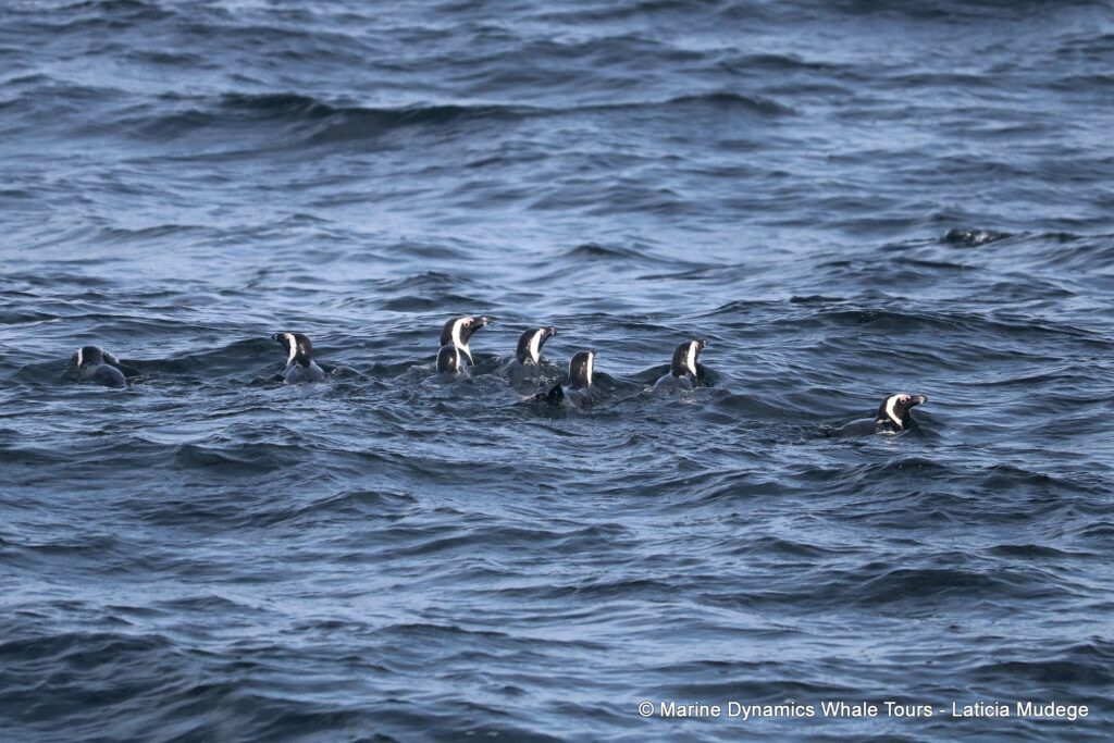 african penguin, whale watching, gansbaai, south africa