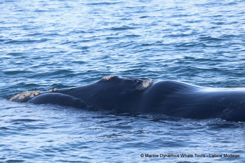 Southern right whale, whale watching, gansbaai, south africa,