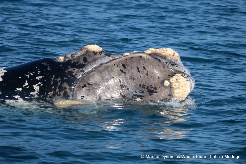 Southern right whale, whale watching, gansbaai, south africa,