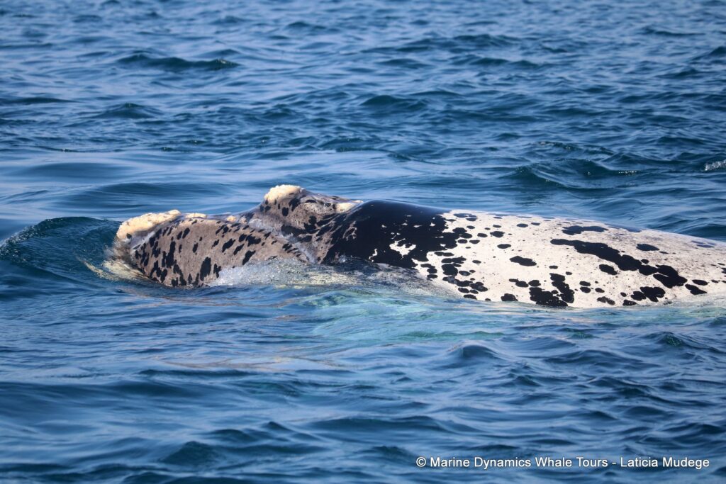 Southern right whale, whale watching, gansbaai, south africa,