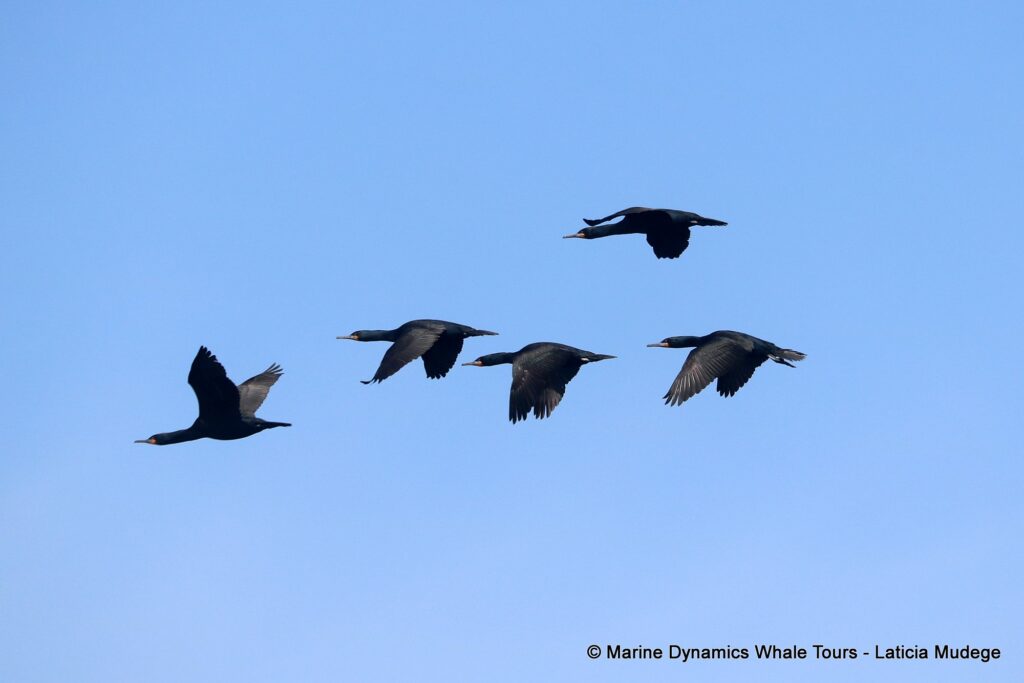 cape cormorants, whale watching, gansbaai, south africa