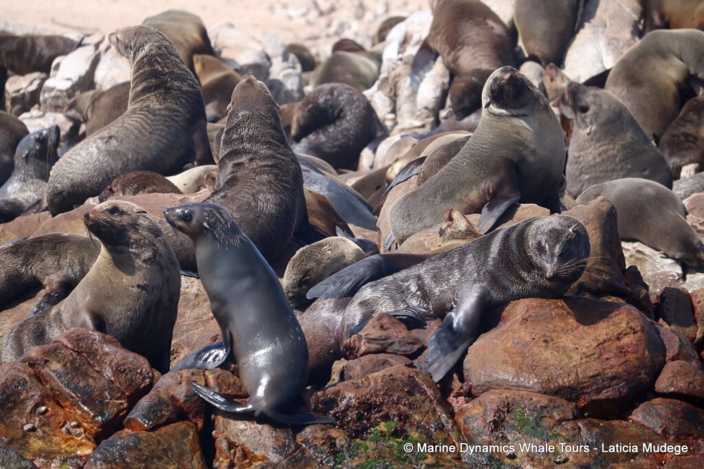 cape fur seal, whale watching, gansbaai, south africa