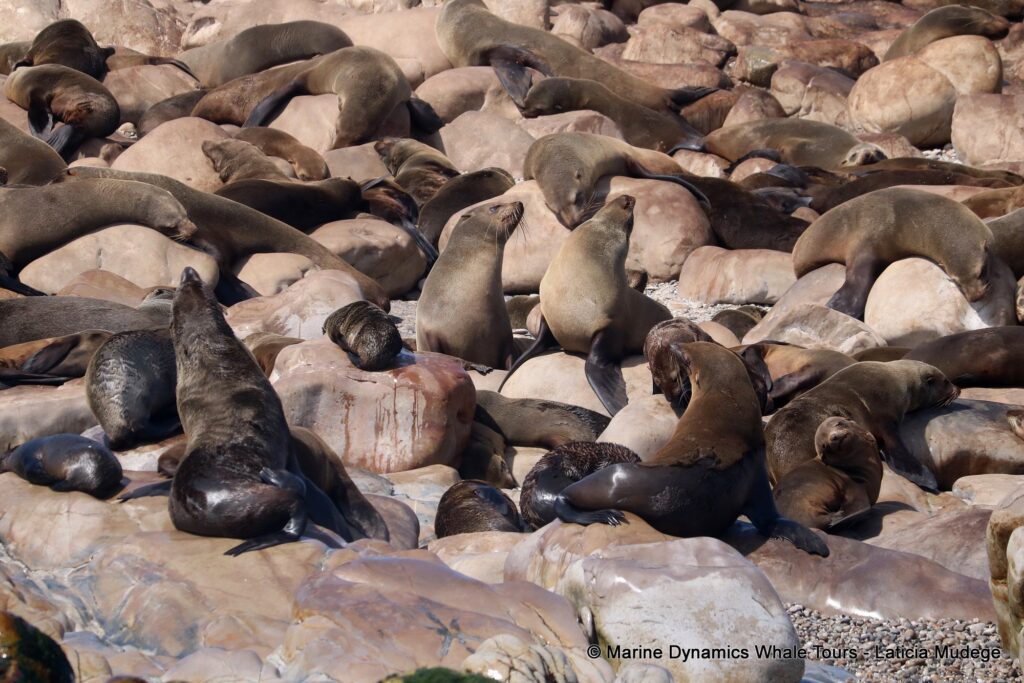cape fur seal, whale watching, gansbaai, south africa