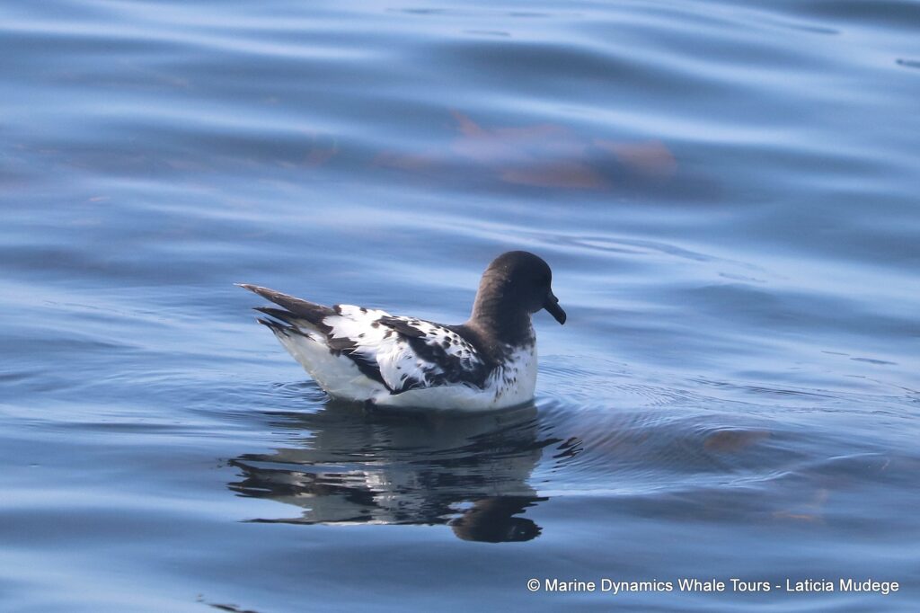 petrel, whale watching, gansbaai, south africa