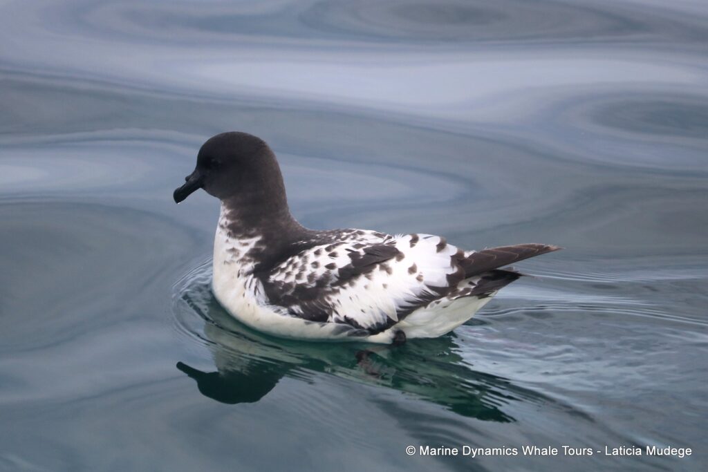 petrel, whale watching, gansbaai, south africa