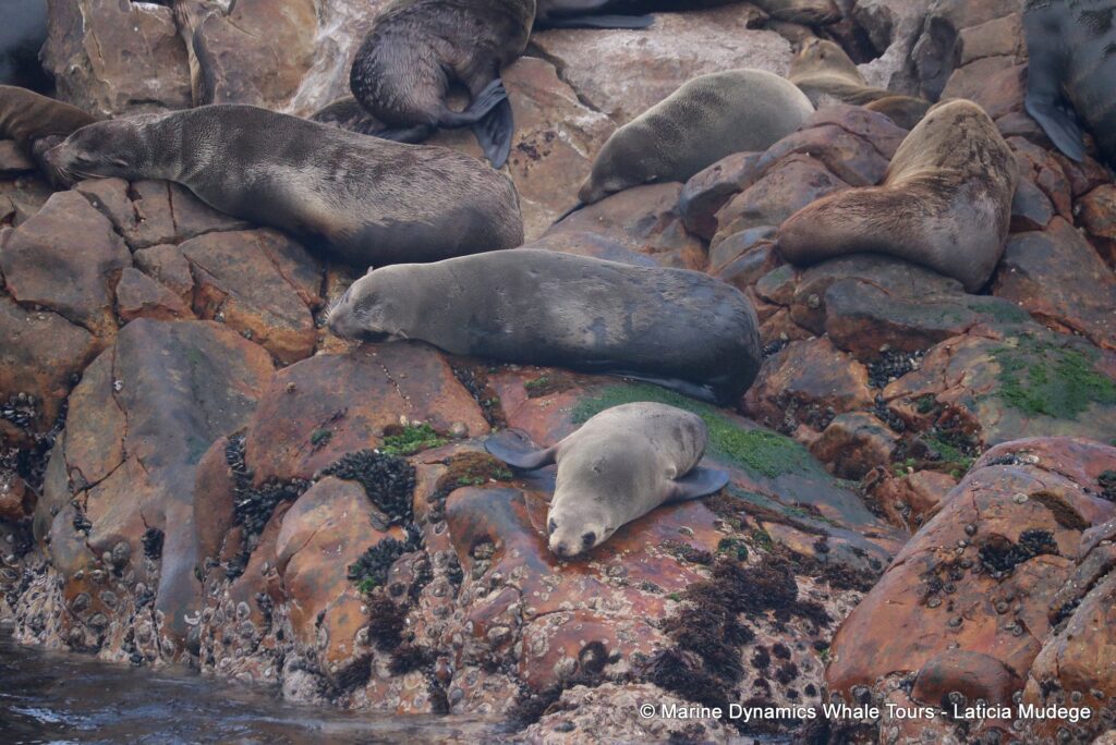 cape fur seal, whale watching, gansbaai, south africa