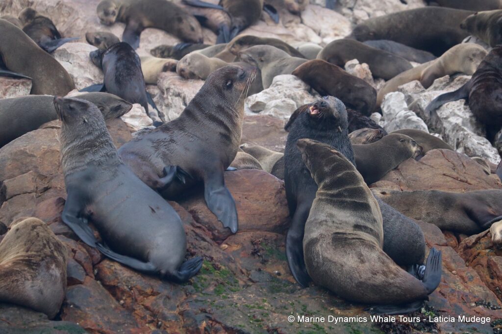 cape fur seal, whale watching, gansbaai, south africa