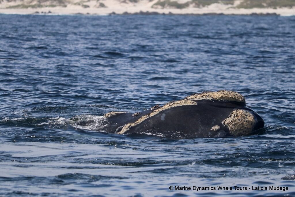 Southern right whale, whale watching, gansbaai, south africa,