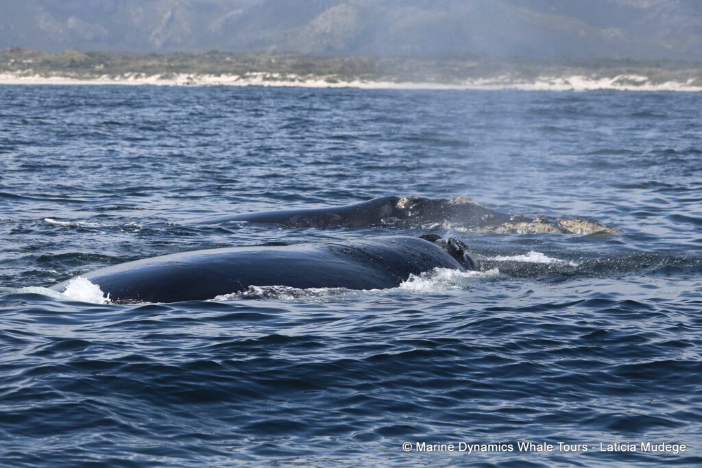 Southern right whale, whale watching, gansbaai, south africa,