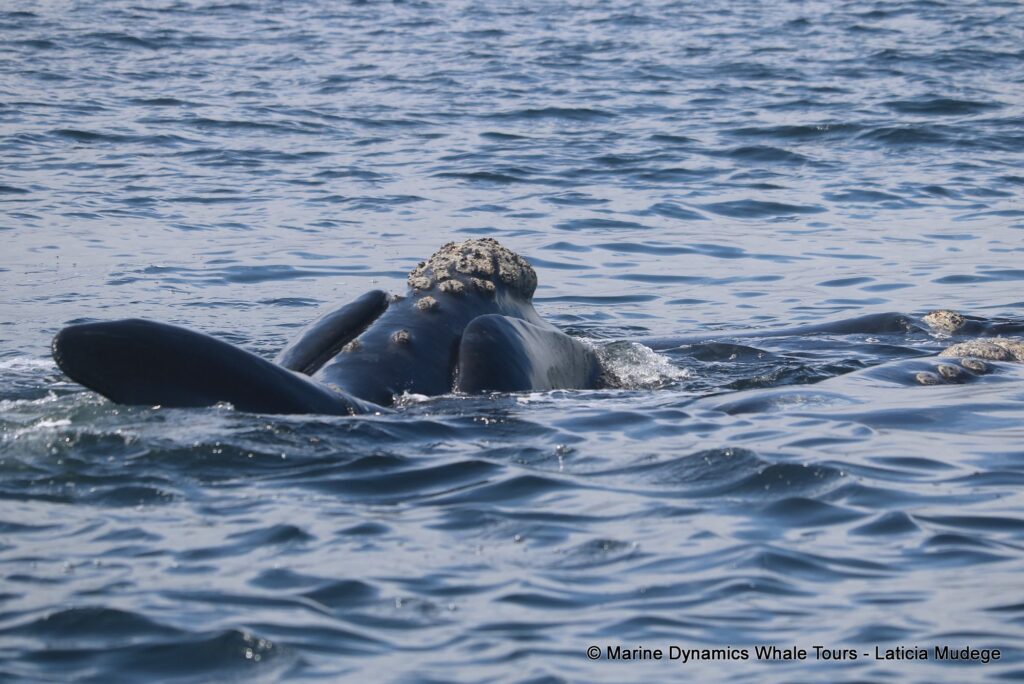 Southern right whale, whale watching, gansbaai, south africa,