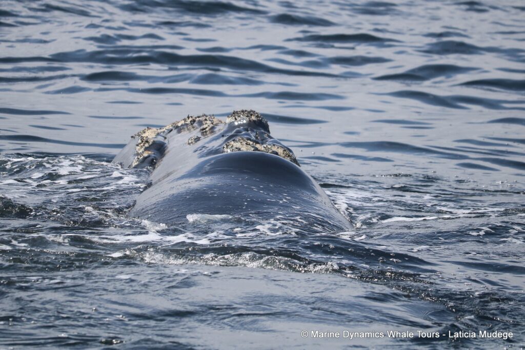 Southern right whale, whale watching, gansbaai, south africa,