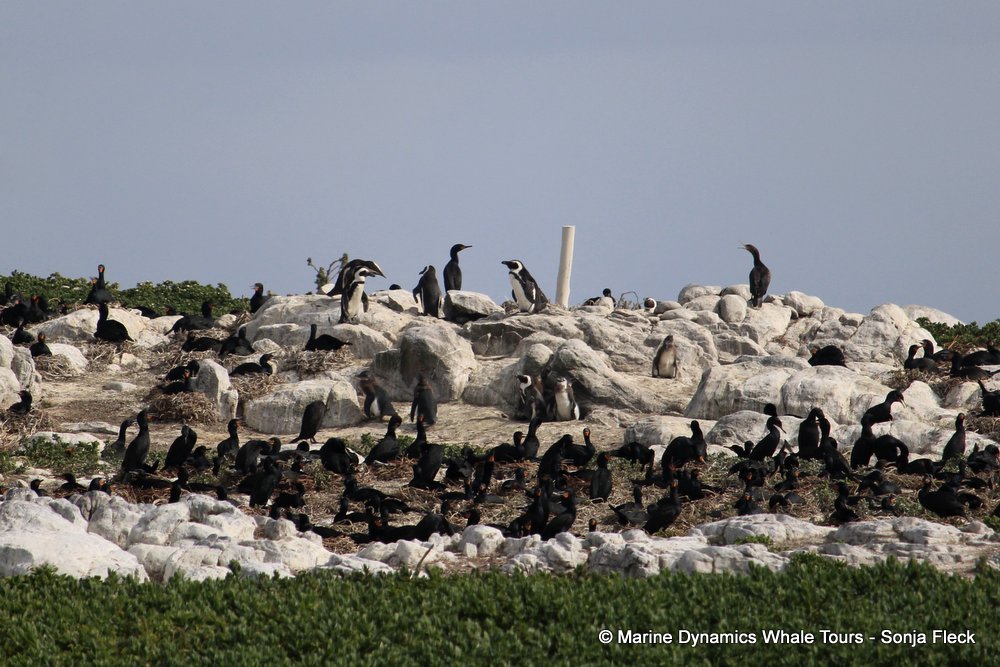 african penguin, whale watching, gansbaai, south africa