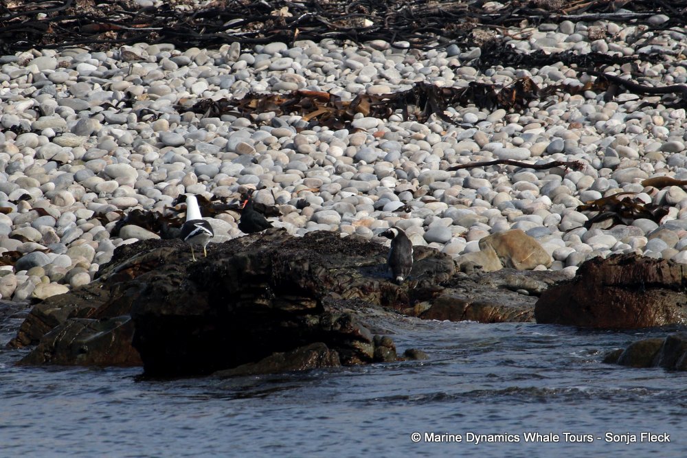 african penguin, whale watching, gansbaai, south africa