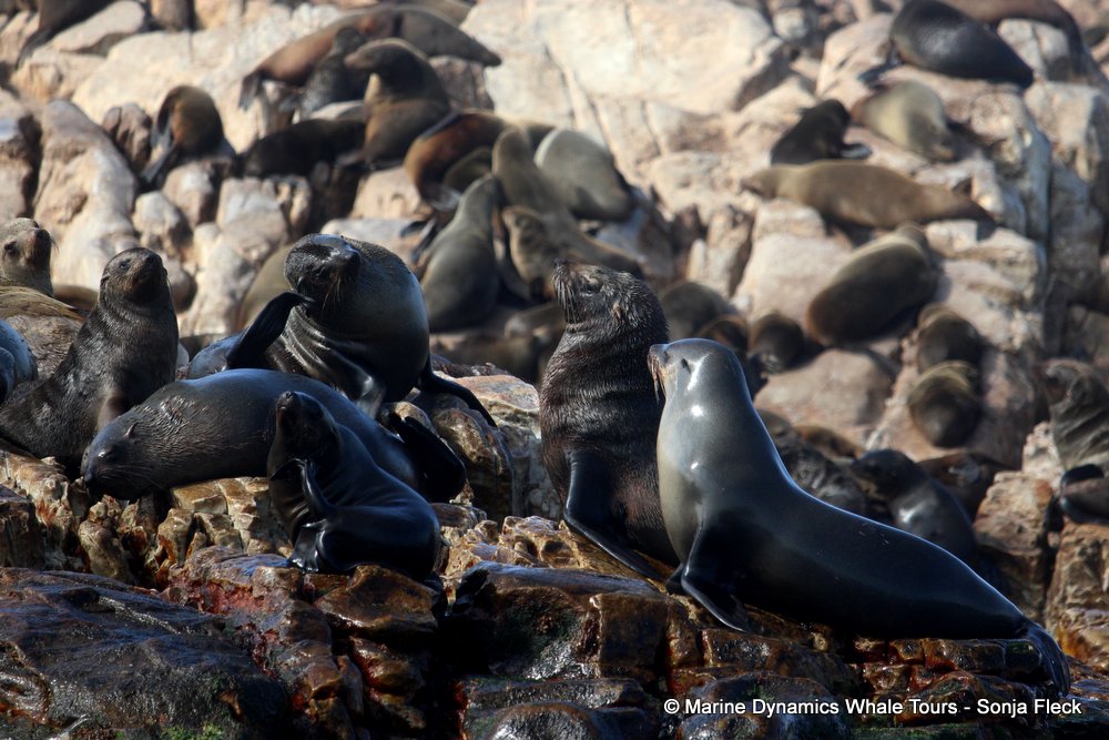 cape fur seal, whale watching, gansbaai, south africa