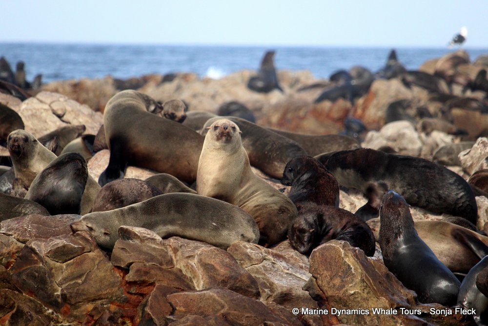 cape fur seal, whale watching, gansbaai, south africa