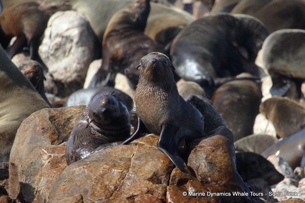 cape fur seal, whale watching, gansbaai, south africa