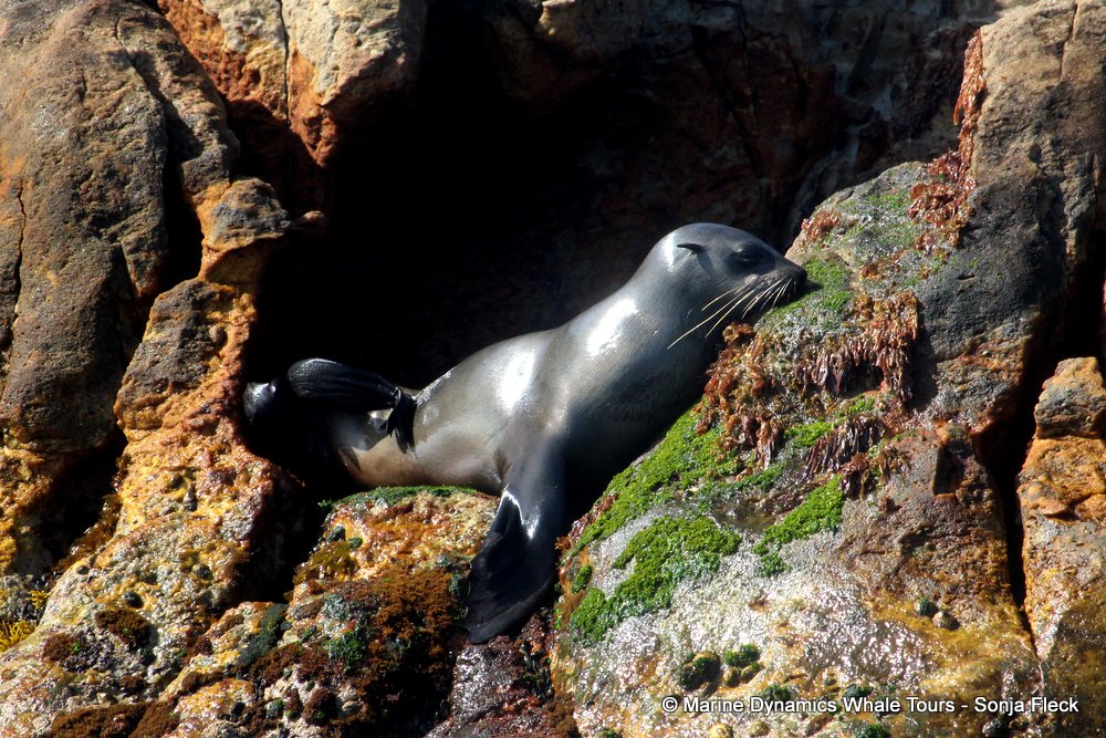 cape fur seal, whale watching, gansbaai, south africa