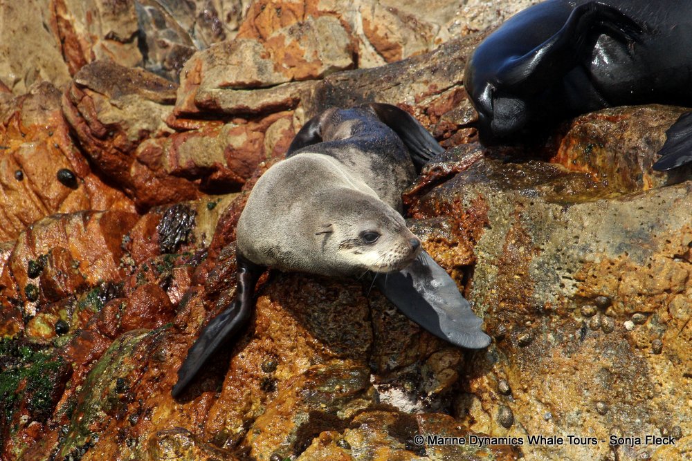 cape fur seal, whale watching, gansbaai, south africa